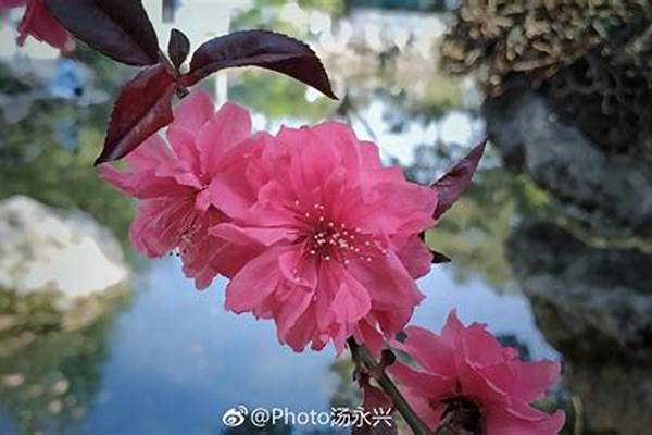 碧桃天上栽和露,不是凡花数. 这两句的对